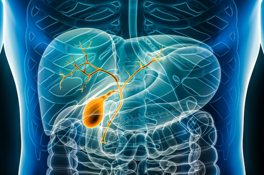膽管負責將從肝臟製造的膽汁引流到小腸，幫助消化和吸收脂肪。